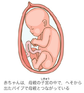 赤ちゃんは，母親の子宮の中で，へそから 出たパイプで母親とつながっている