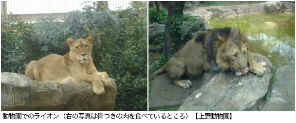 動物園でのライオン（右の写真は骨つきの肉を食べているところ）【上野動物園】