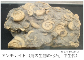 アンモナイト（海の生物の化石，中生代）写真